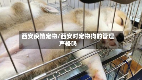 西安疫情宠物/西安对宠物狗的管理严格吗