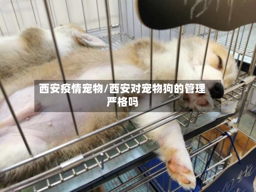 西安疫情宠物/西安对宠物狗的管理严格吗-第1张图片